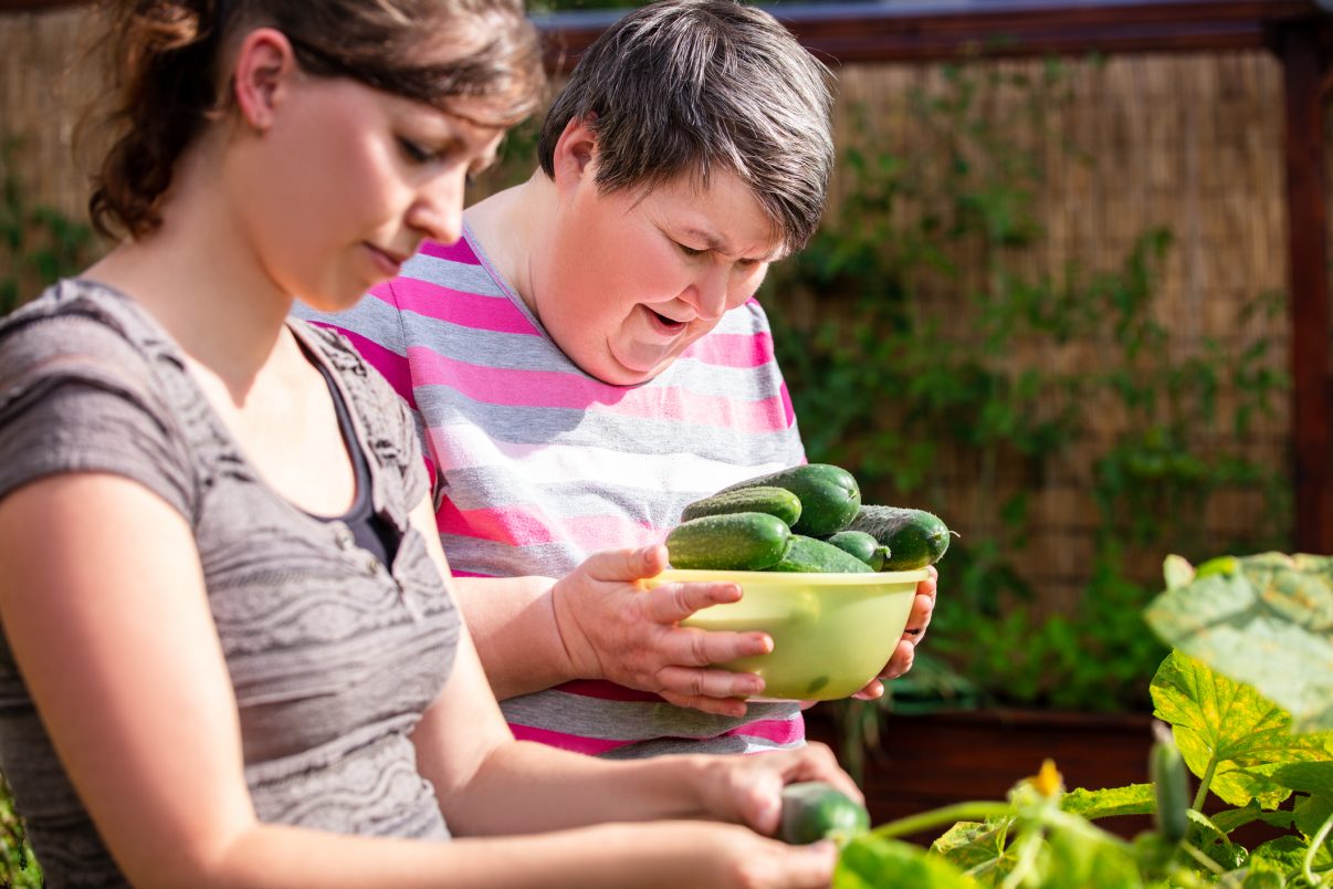 mentally handicapped woman and a caregiver harvesting cucumbers from a raised bed, both having fun and learning in the process